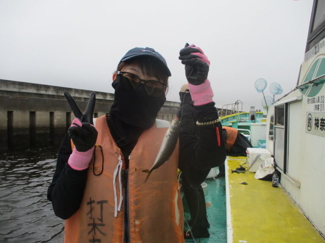 アジ(マアジ)