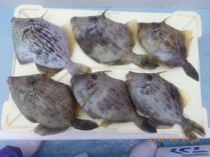 カワハギ
