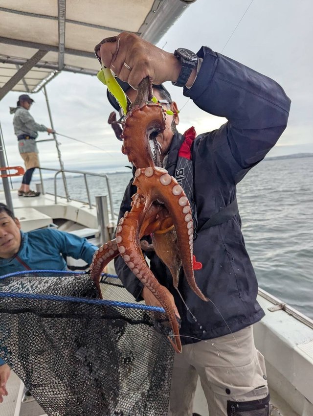 マダコ