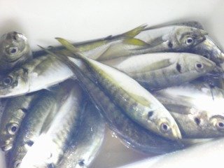アジ(マアジ)