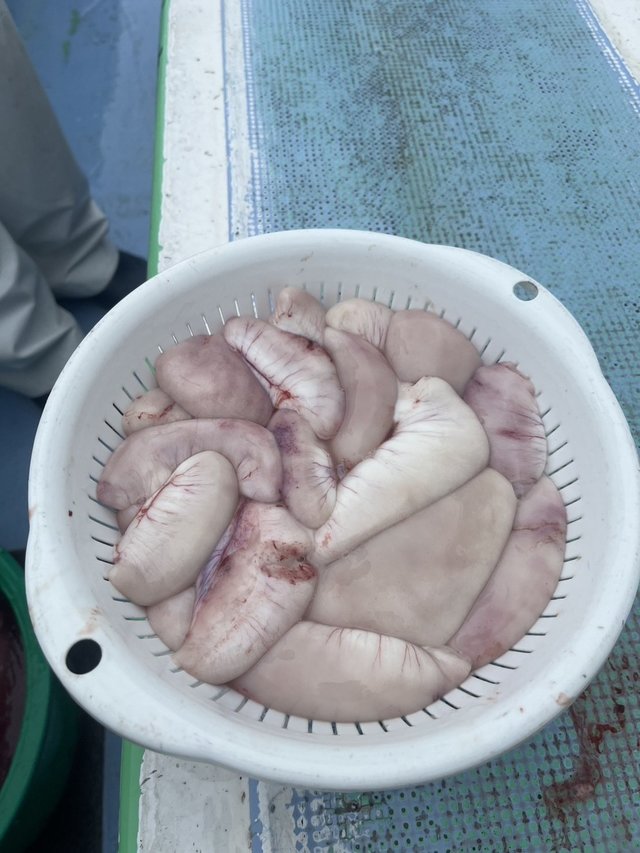 ショウサイフグ