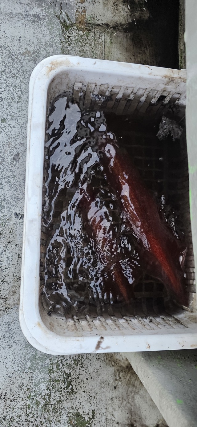 ヤリイカ
