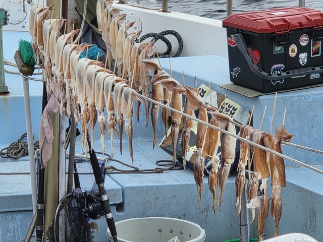 スルメイカ