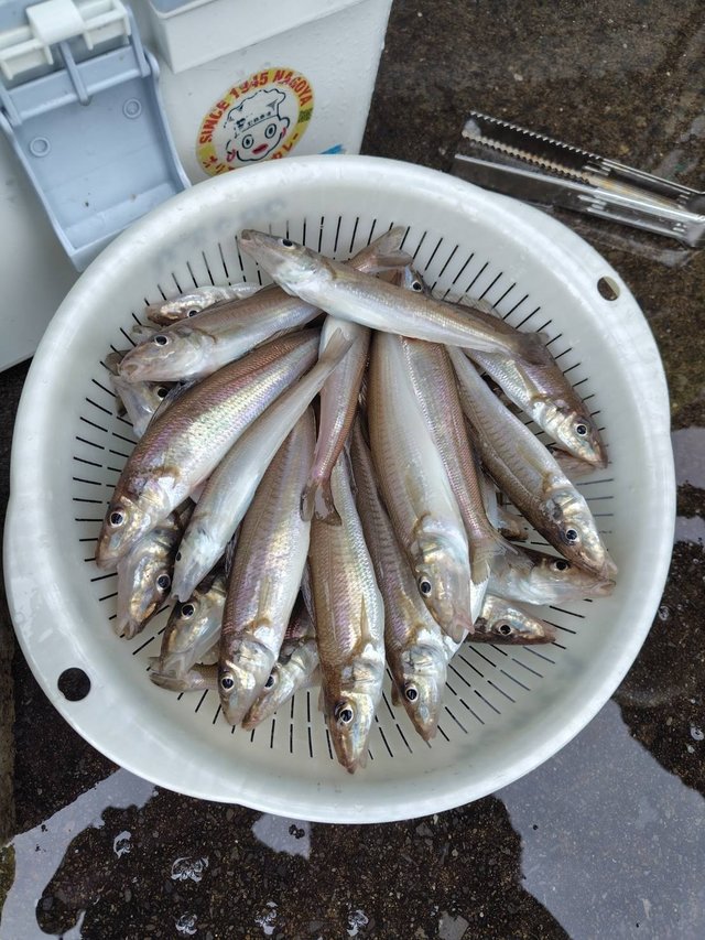 シロギス