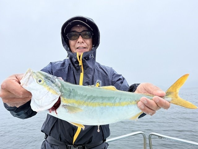 ハマチ(ブリ)