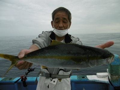 ヒラマサ