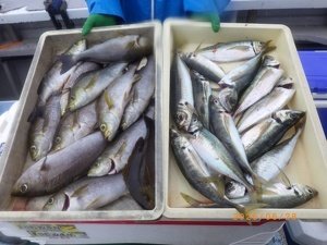 アジ(マアジ)・イサキ