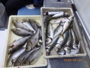 アジ(マアジ)・イサキ