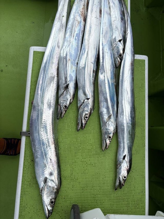 タチウオ