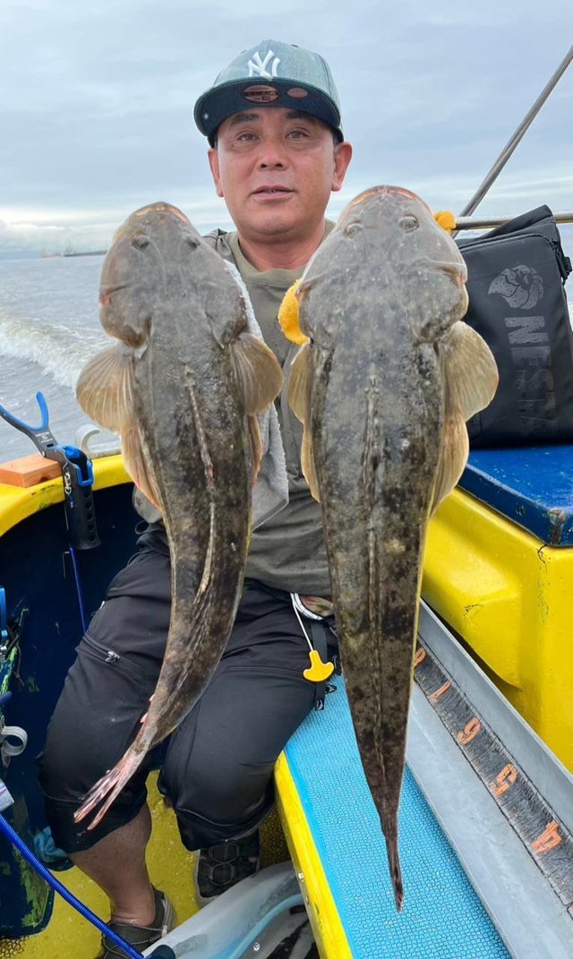 マゴチ