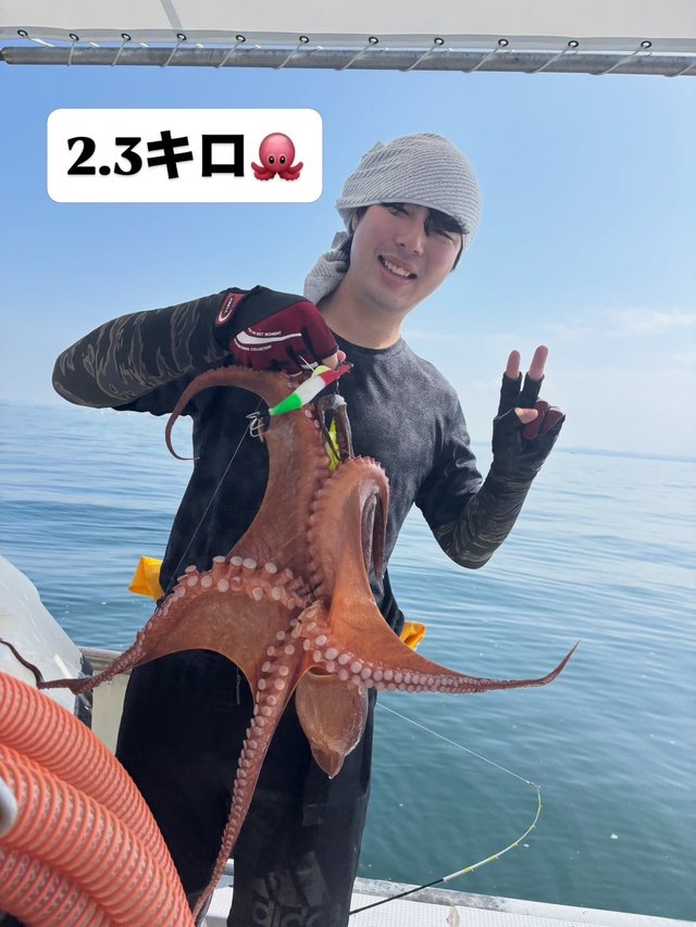 マダコ