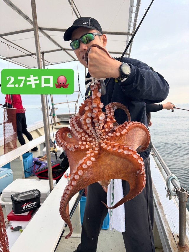 マダコ