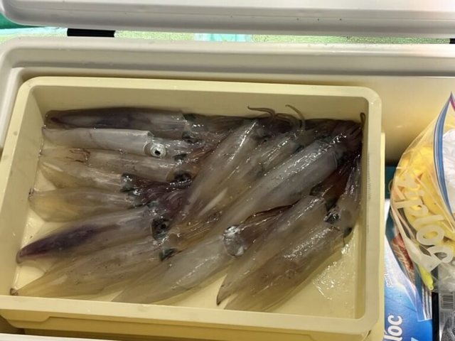 ヤリイカ