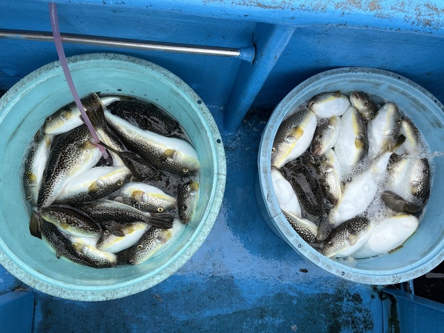 ショウサイフグ