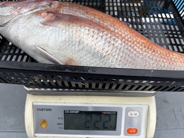 マダイ
