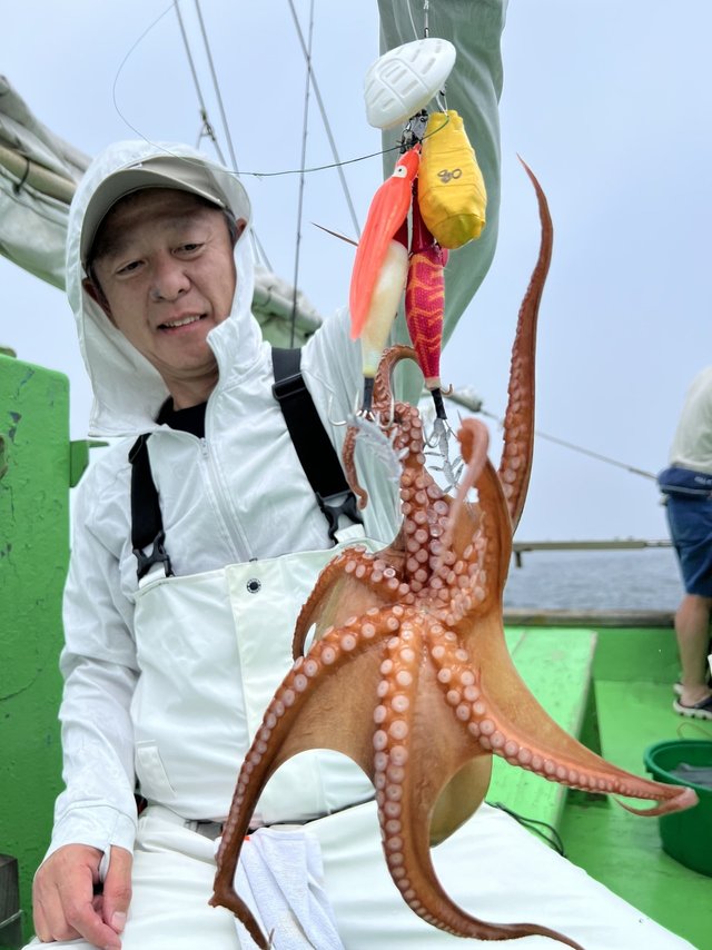 マダコ