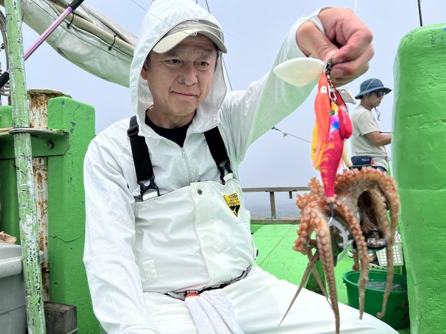 マダコ