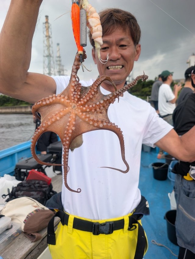 マダコ