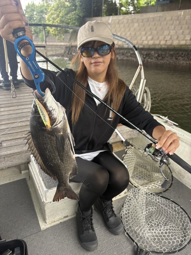 クロダイ