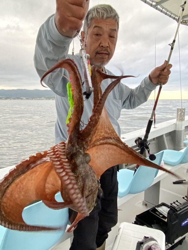 タコ(マダコ)