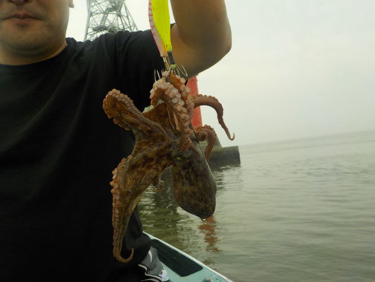 マダコ