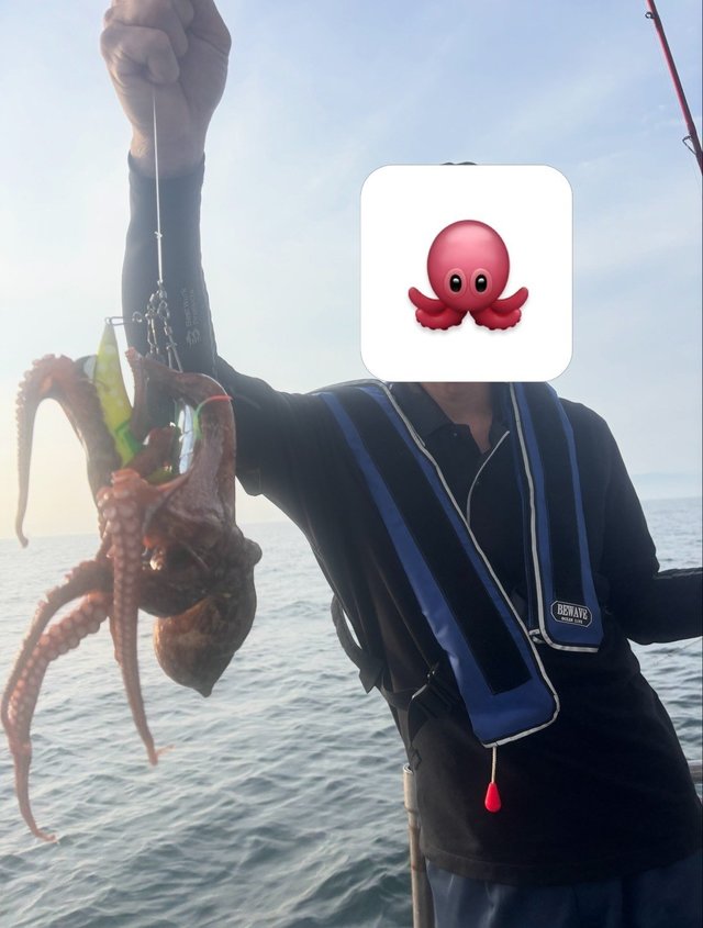 マダコ