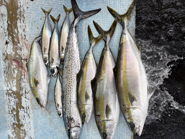兵庫県で釣れたサワラの最新釣果、釣り情報【2026年7月】