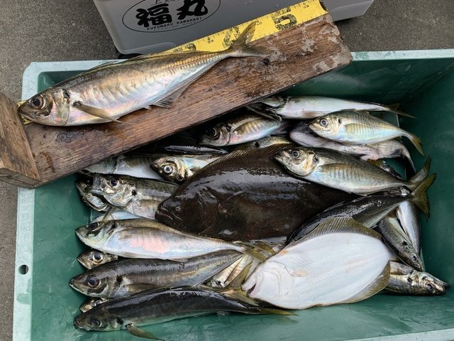 アジ(マアジ)