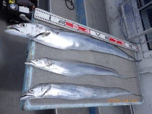 タチウオ