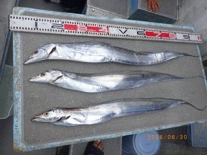 タチウオ