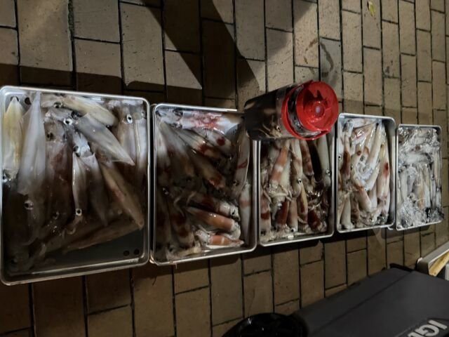 ケンサキイカ