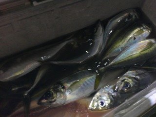 アジ(マアジ)