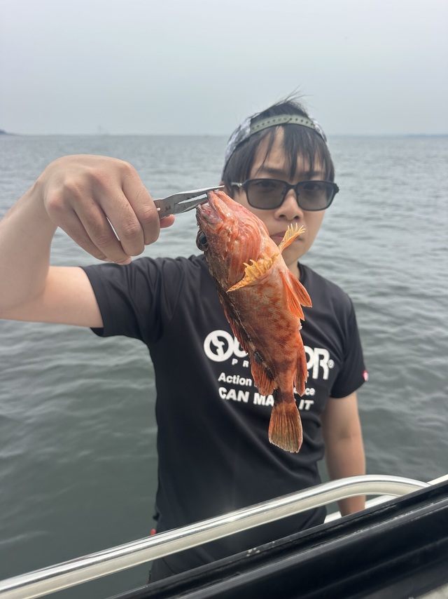 カサゴ