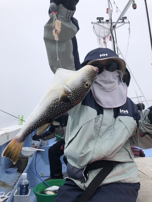 ショウサイフグ