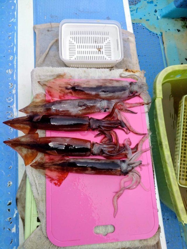 釣りプラン（料金・予約）｜島きち丸【公式サイト】