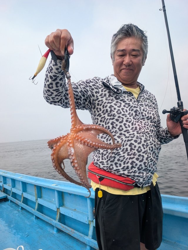 マダコ