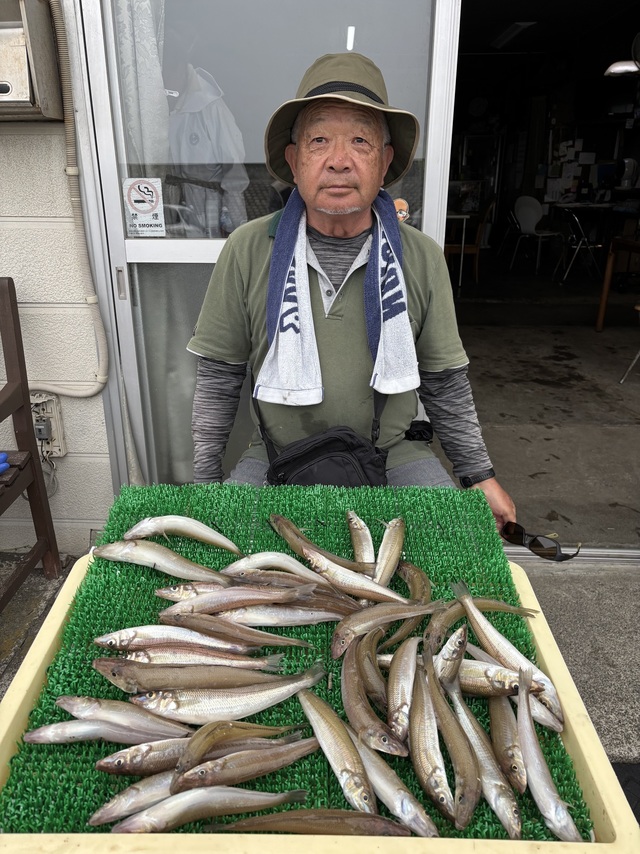 シロギス