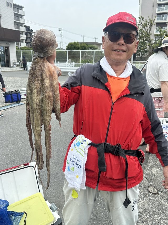 マダコ