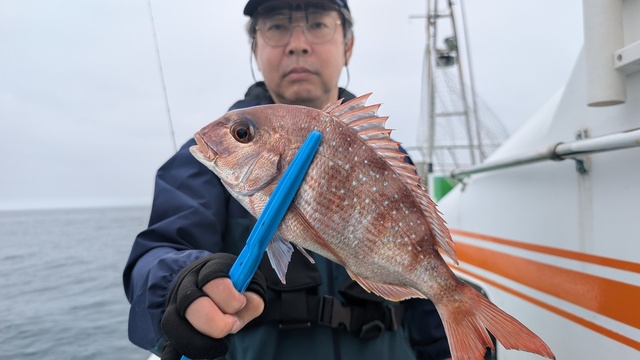 マダイ