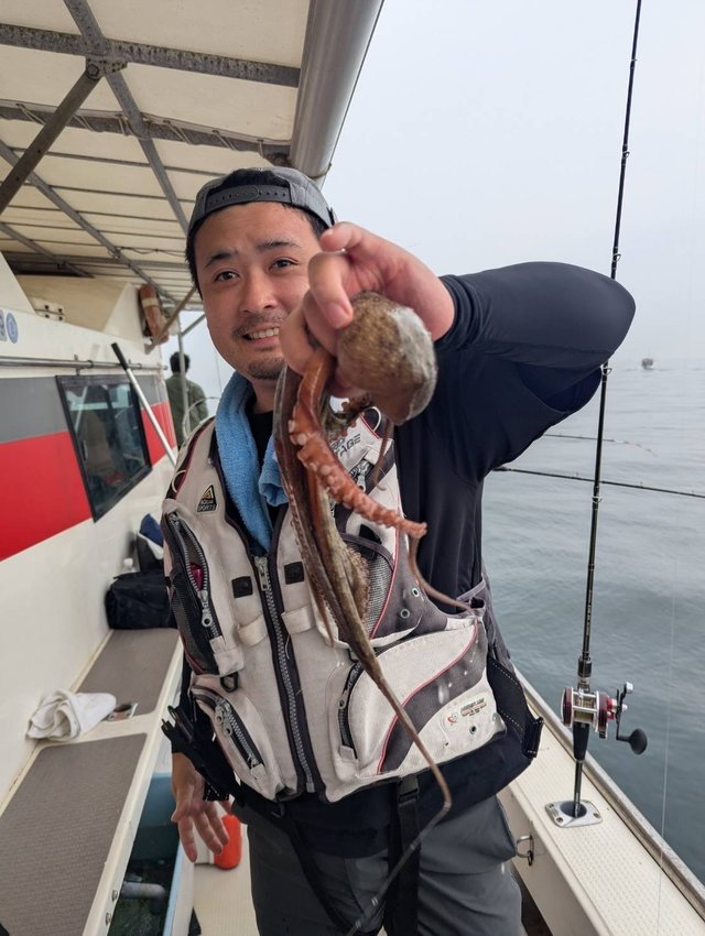 マダコ