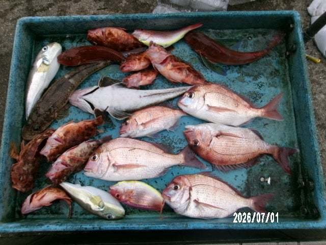 タイ(マダイ)・ハナダイ(チダイ)・イトヨリ(イトヨリダイ)・カサゴ・ホウボウ