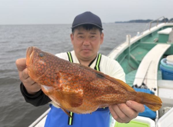 キジハタ