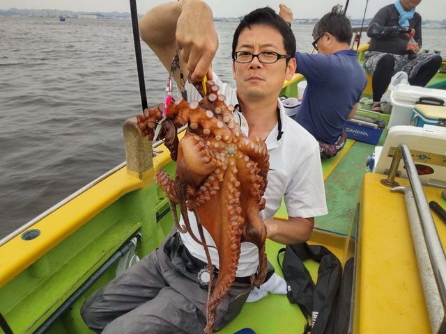 マダコ