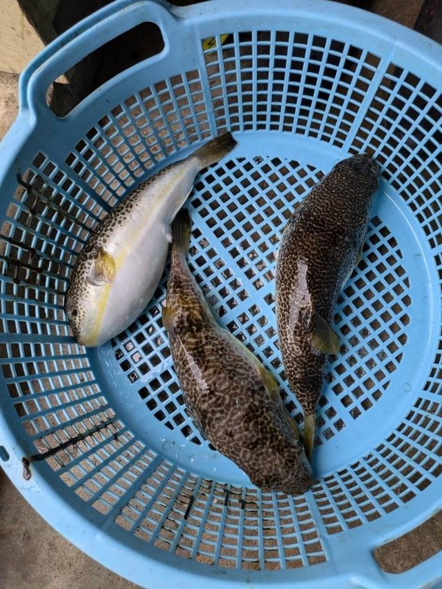 ショウサイフグ