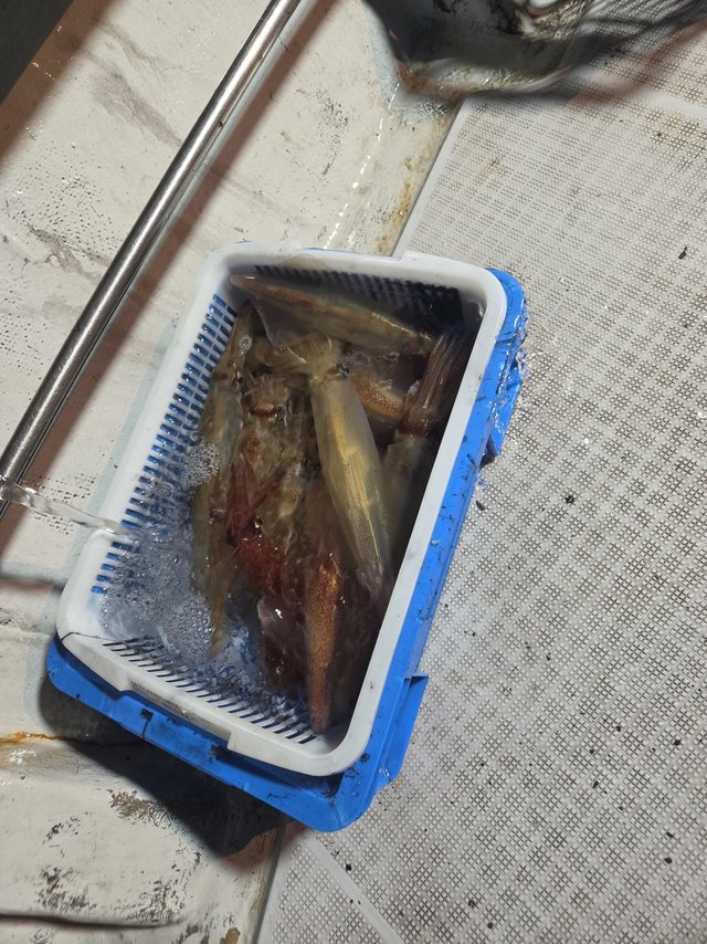 ヤリイカ