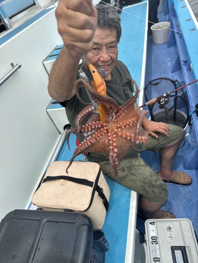 マダコ