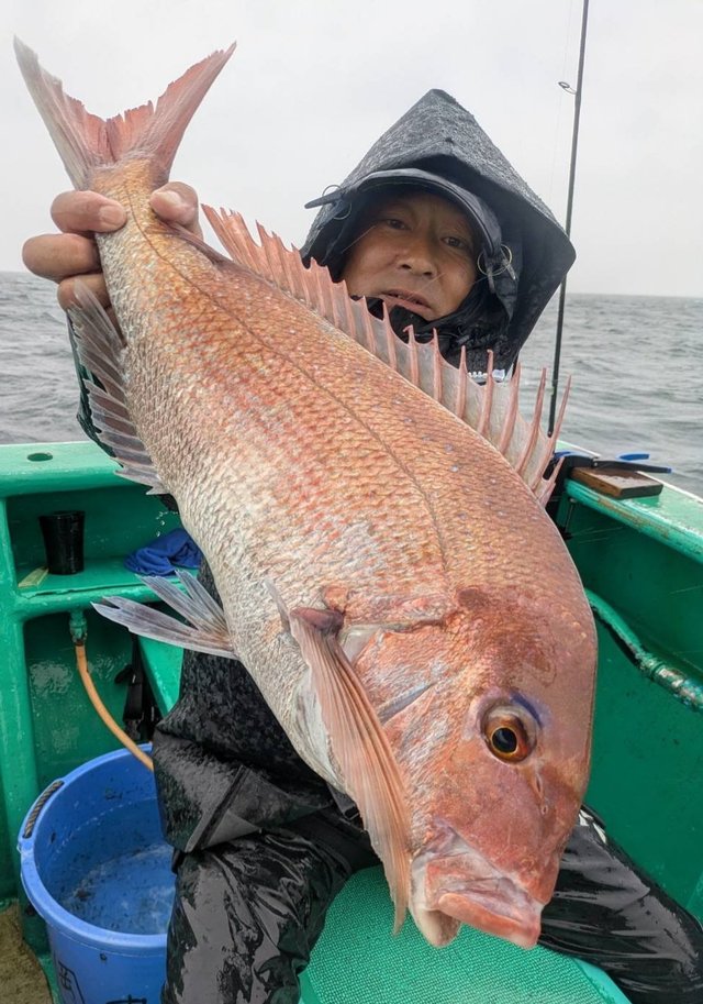 マダイ