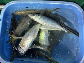 アジ(マアジ)