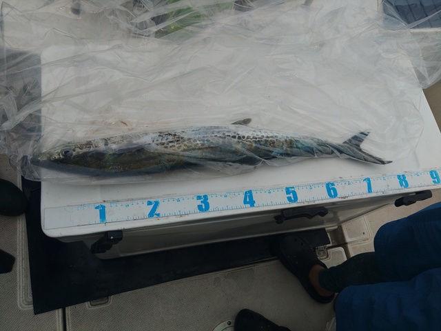 サワラ80cm！1匹！の釣果｜2026年7月1日｜Sea Frog（東京/網平マリーナ