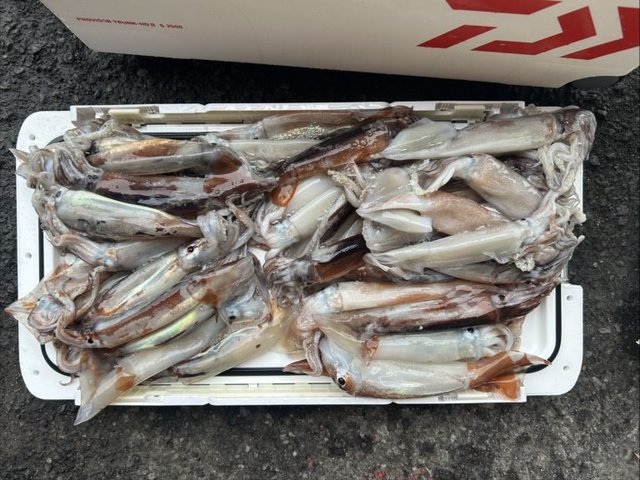 スルメイカ